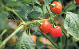 RED SWEET HOT PEPPADEWS